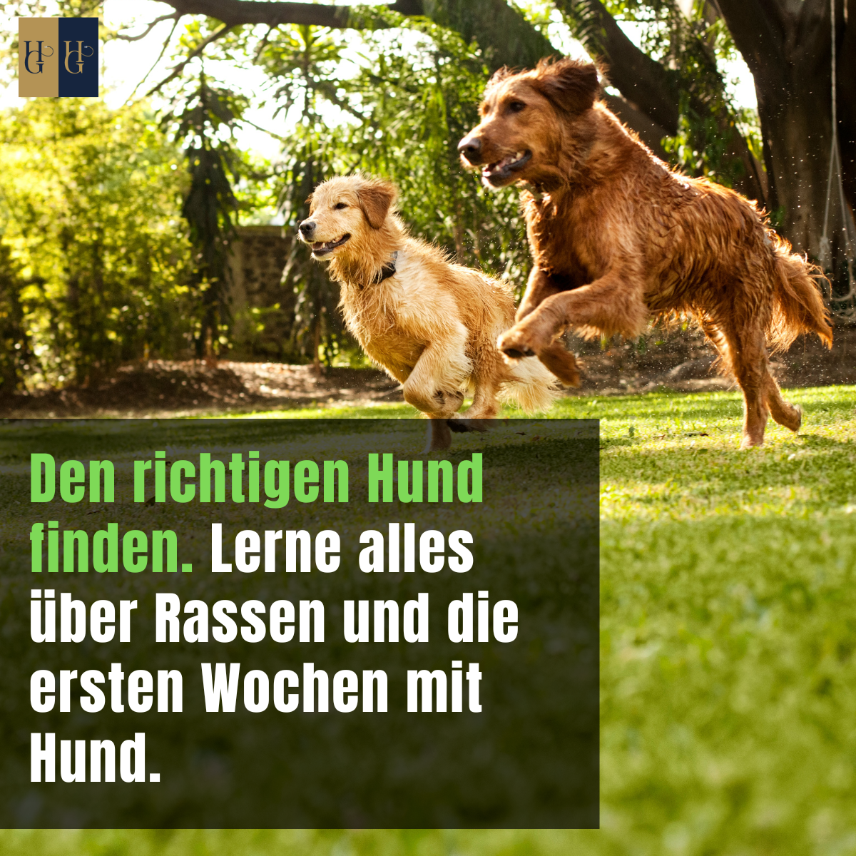 hundezwei (1200 × 1200 px).png