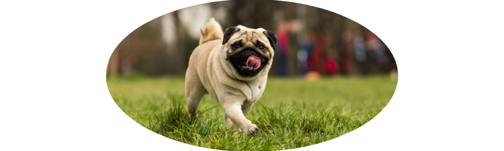 Hundeschule für kleine Rassen in der Nähe: Professionelle Anleitung für kleine Hunde