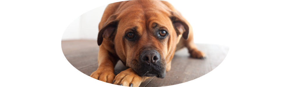Effektive Lösungen für aggressiven Problemhunde: Hundeschule für ein harmonisches Zusammenleben