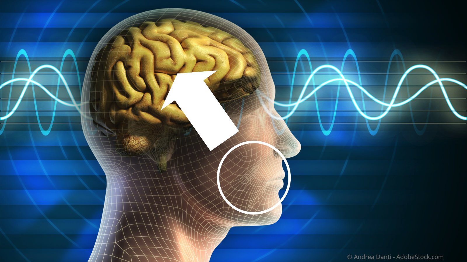 Quecksilber gelangt in das Gehirn und nervensystem
