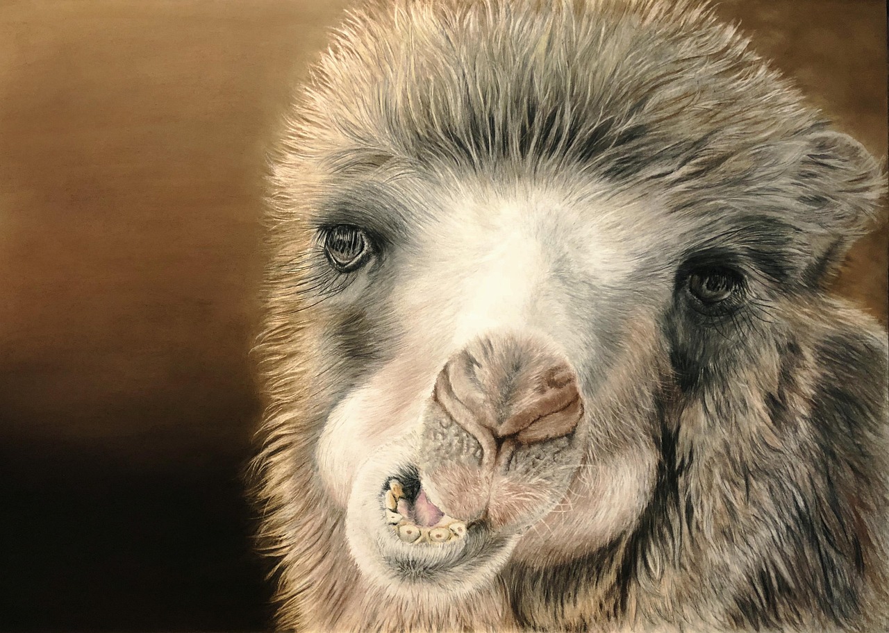 camel-4443792_1280.jpg
