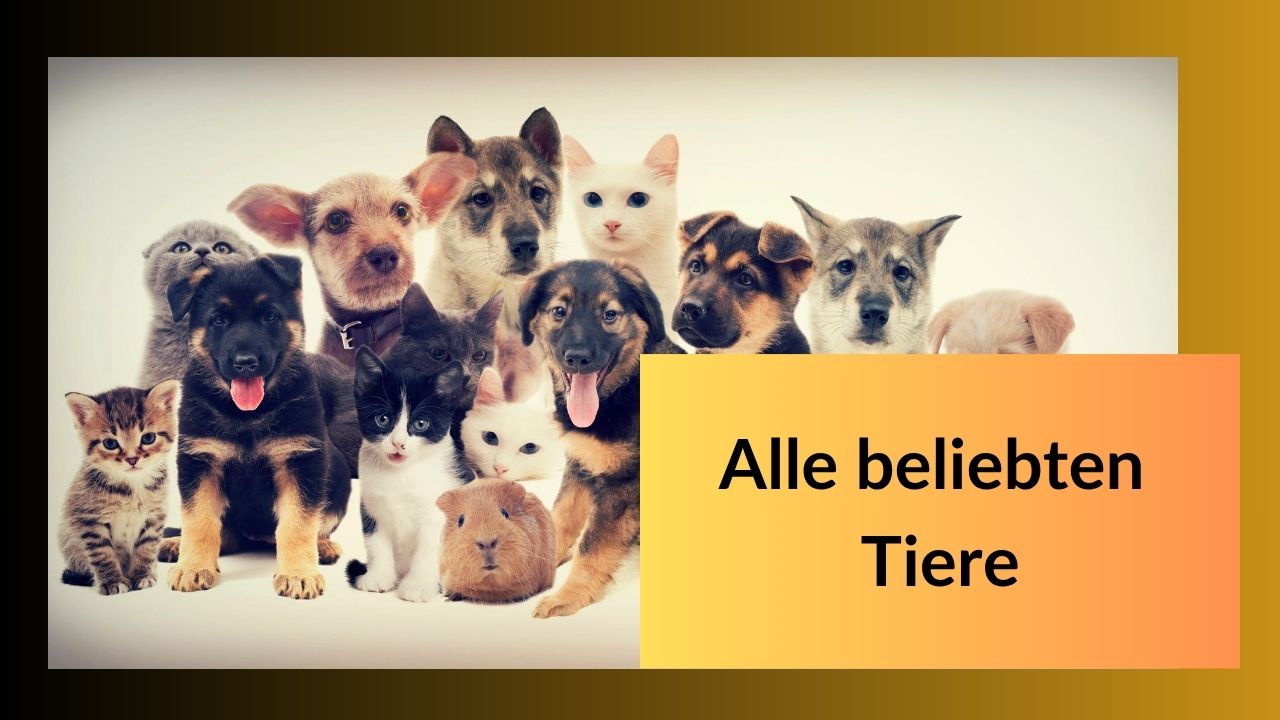 Mini-Kurs Fuchsporträt - neu (14).jpg