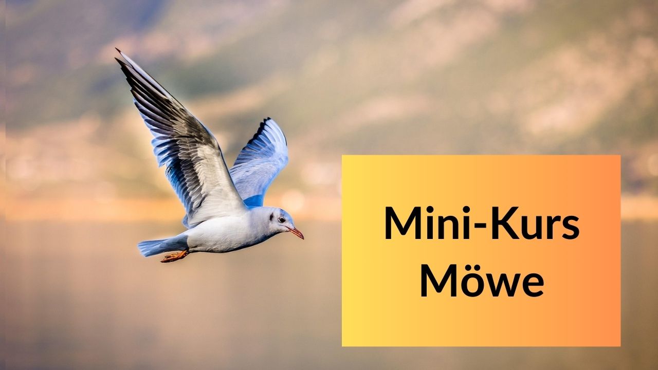 MK-Möwe.jpg