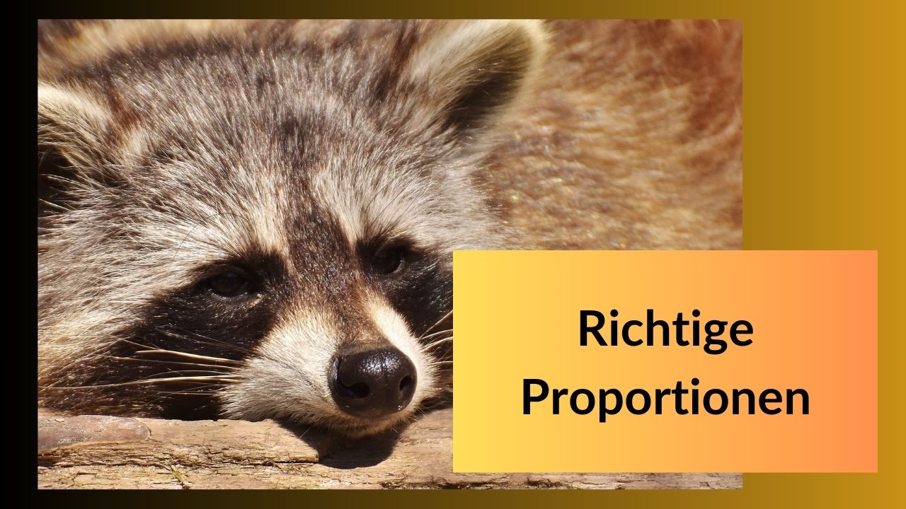 Mini-Kurs Fuchsporträt - neu (6).jpg