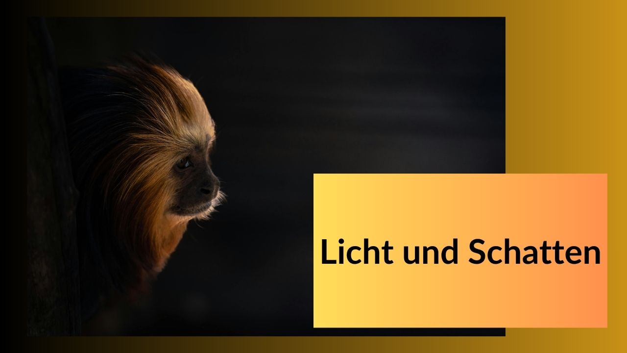 Mini-Kurs Fuchsporträt - neu (7).jpg