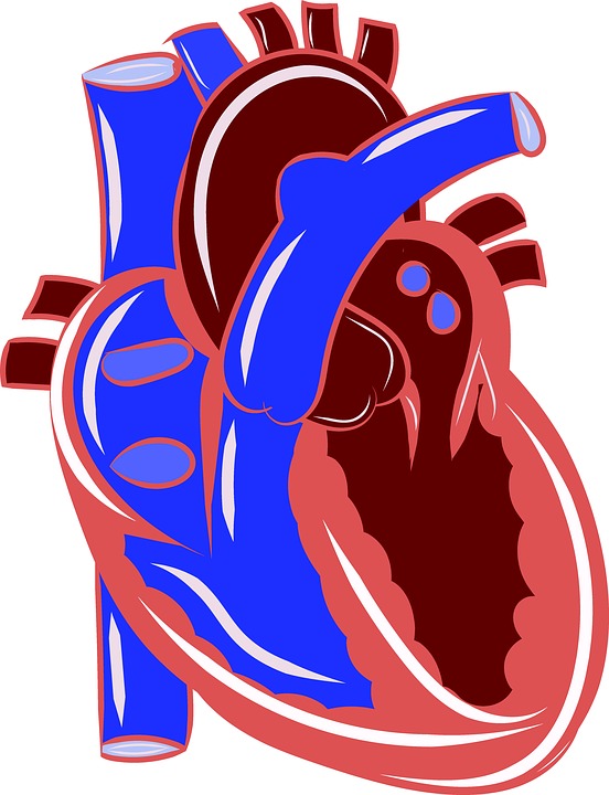 anatomisches Herz