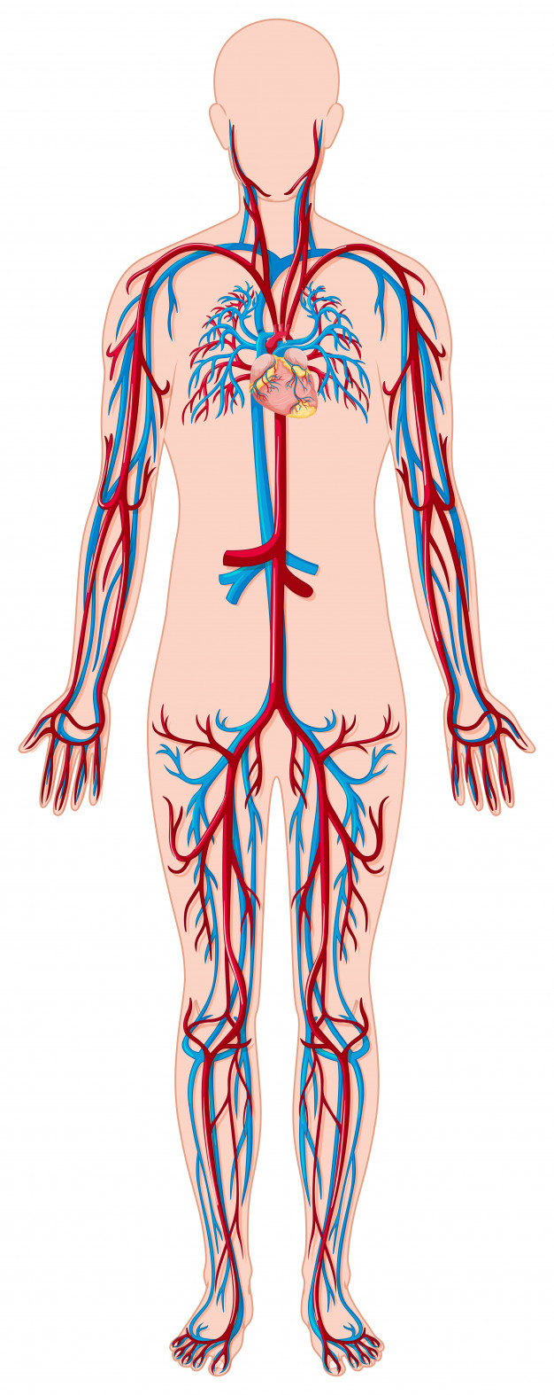 Blutgefäße im menschlichen Körper