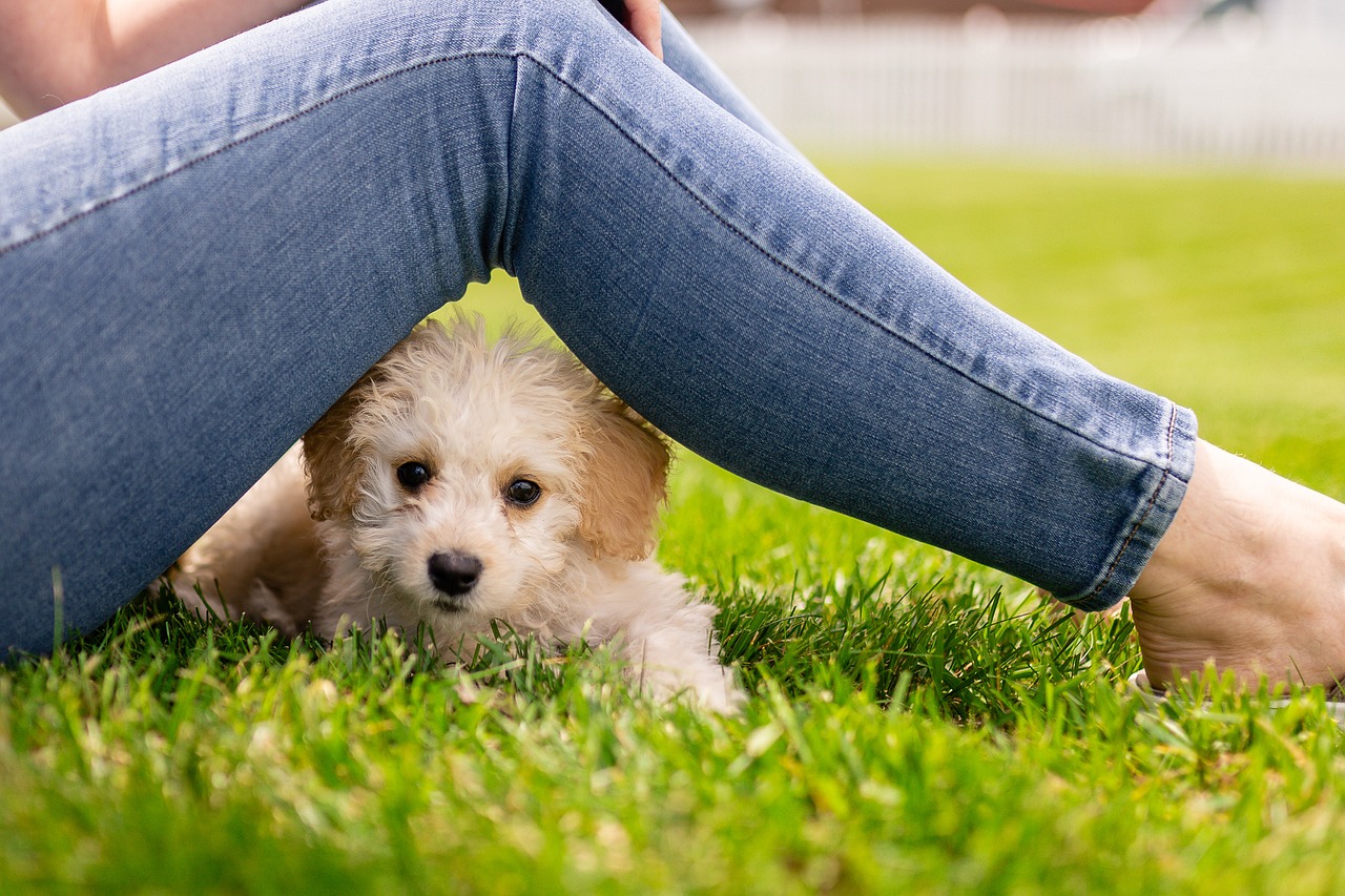 Hund frisst Gras - Ursachen und was unbedingt wissen solltest