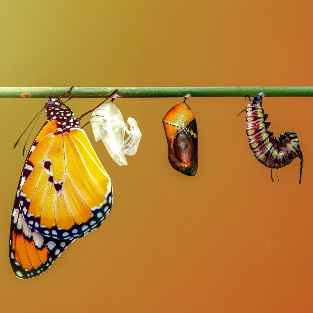 Schmetterlinge Transformation