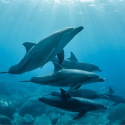 Dolphins
