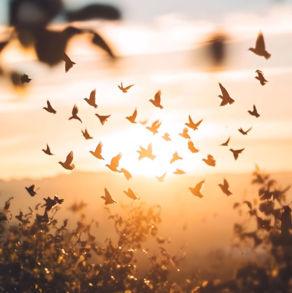 GOLDEN HOUR 15-small.jpg