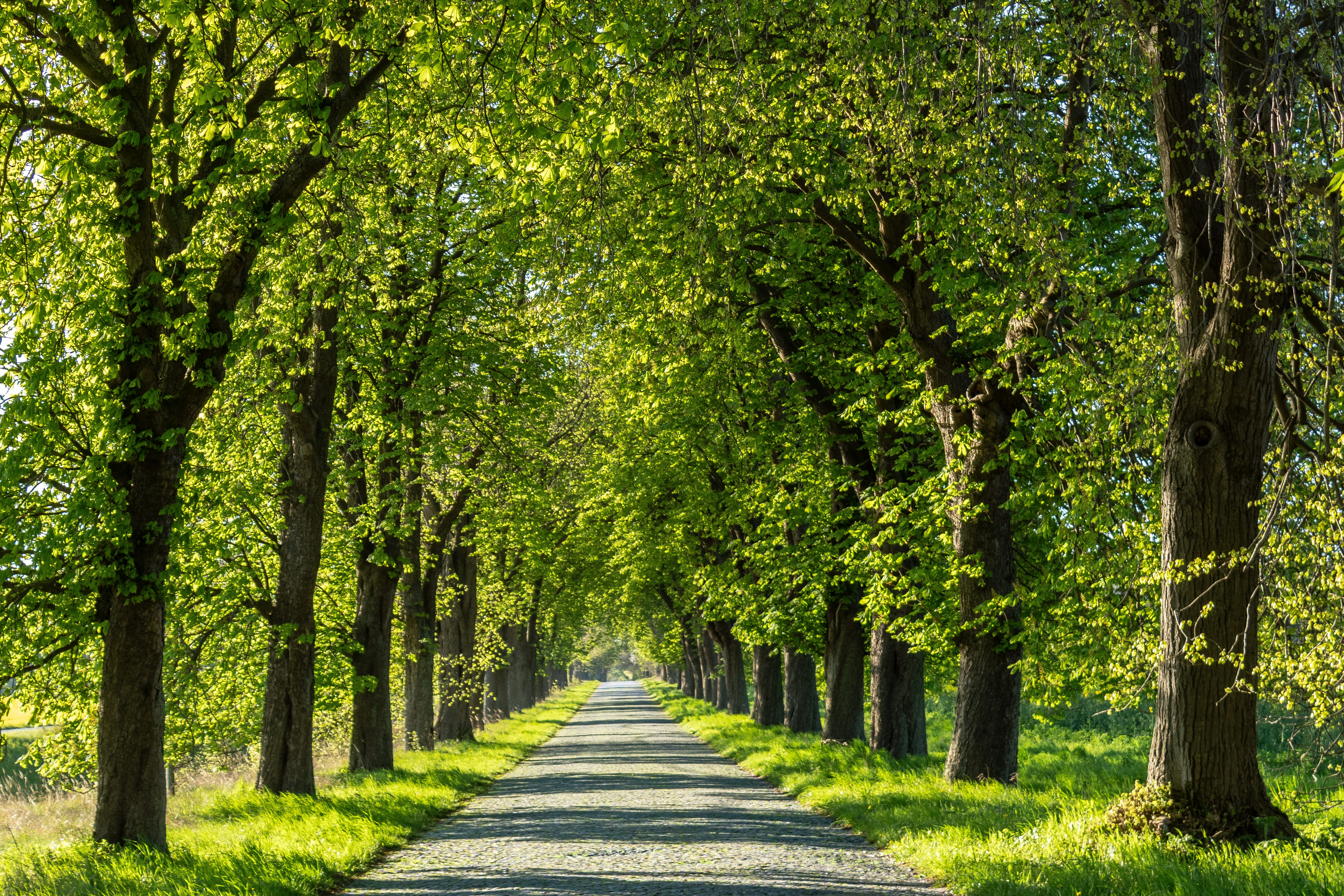 2023_Frühling Allee-4145.jpg