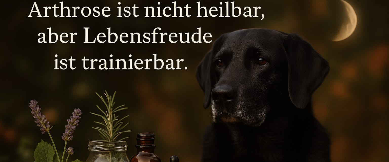 Arthrose beim Hund