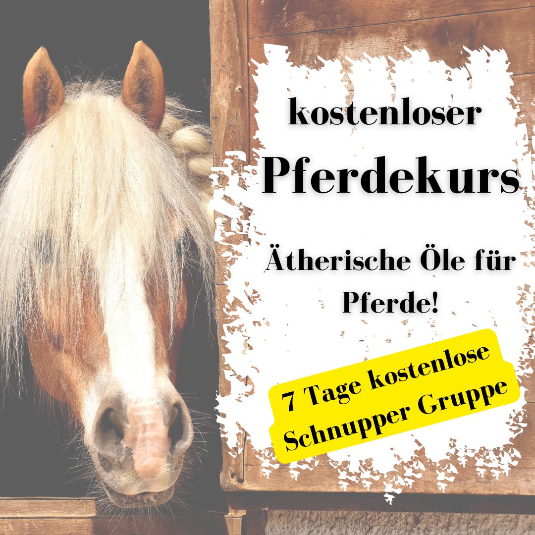 Pferde.jpg