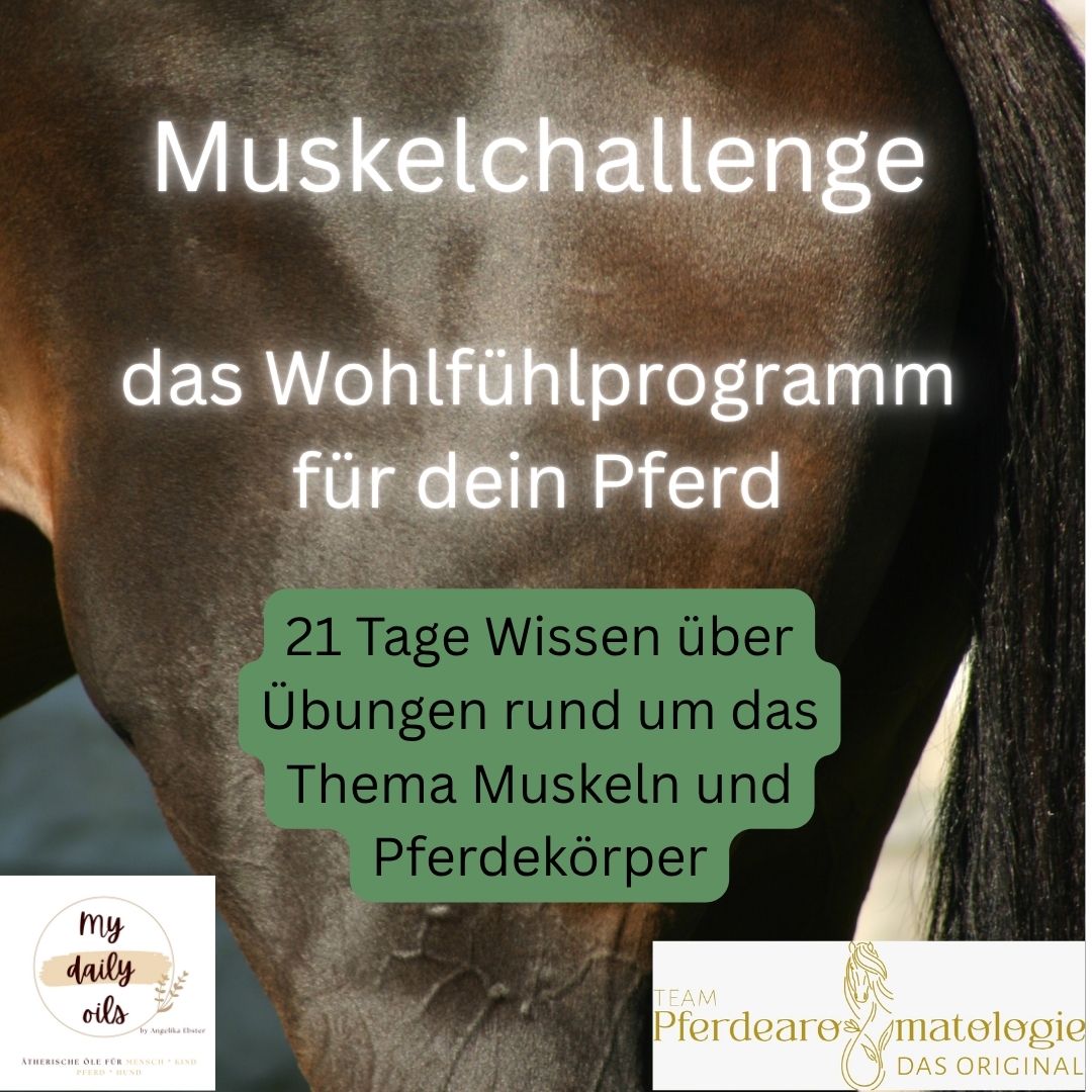 Muskelchallenge (1080 x 1080 px).jpg