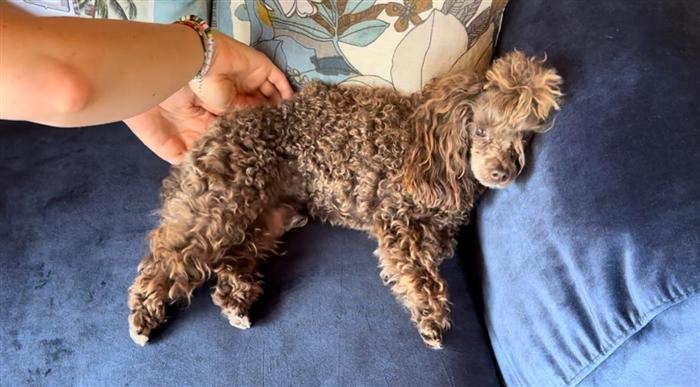 Hand streichelt einen lockigen Hund auf dem Sofa
