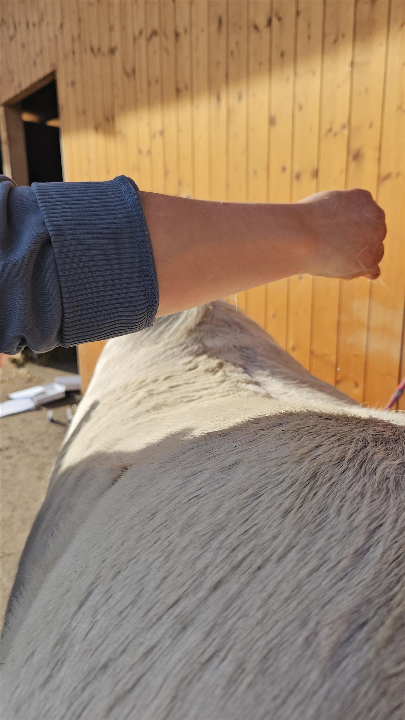 Hand tropft ätherisches Öl auf den Rücken eines Pferdes im Stall