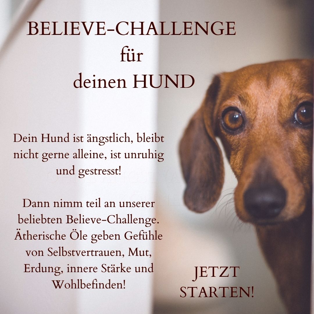Believe-Challenge Hund.jpg