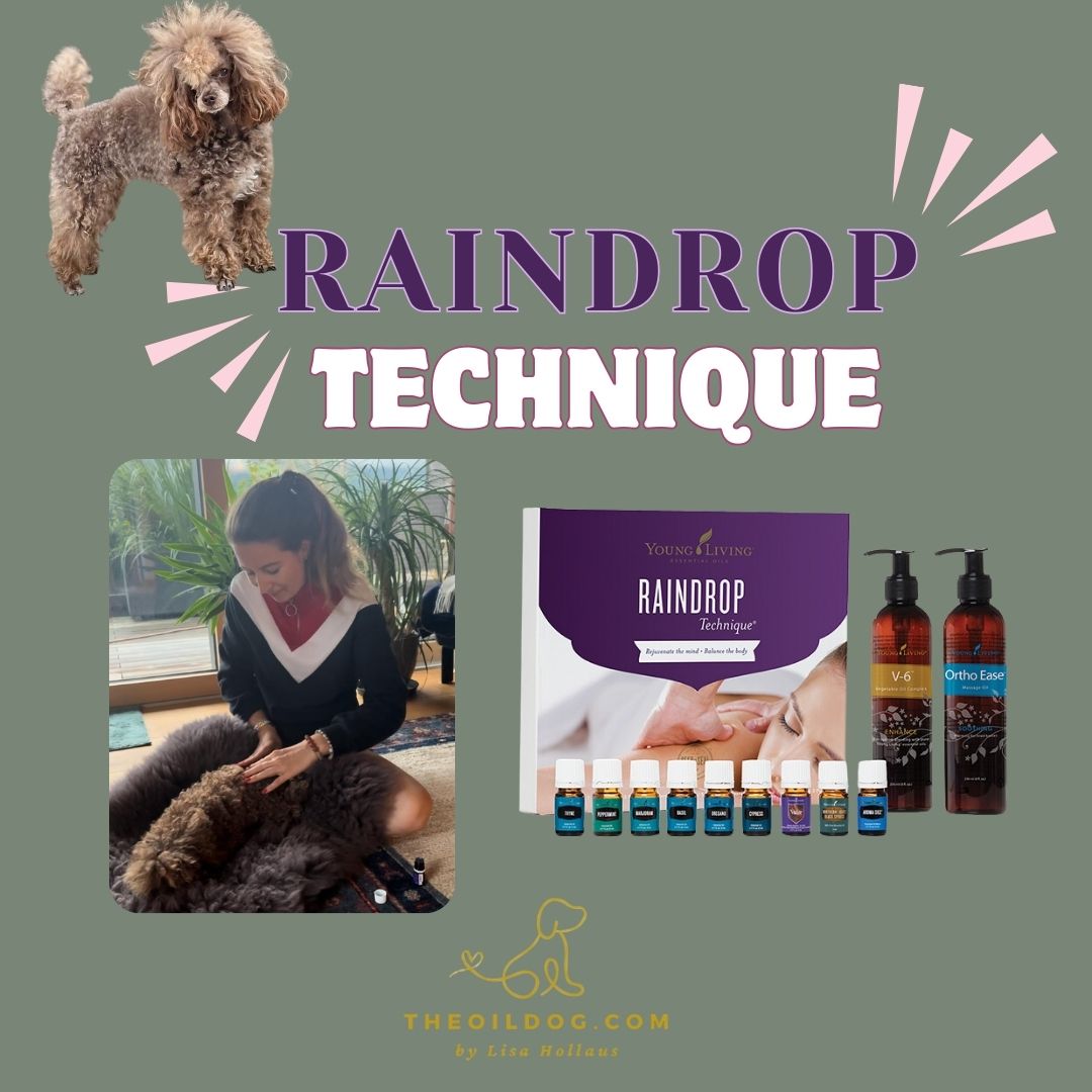 Raindrop Quadrat Hunde.jpg