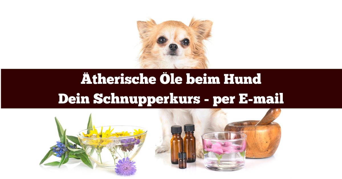 Die ätherische Hundeapotheke - dein Schnupperkurs - per E-mail.jpg
