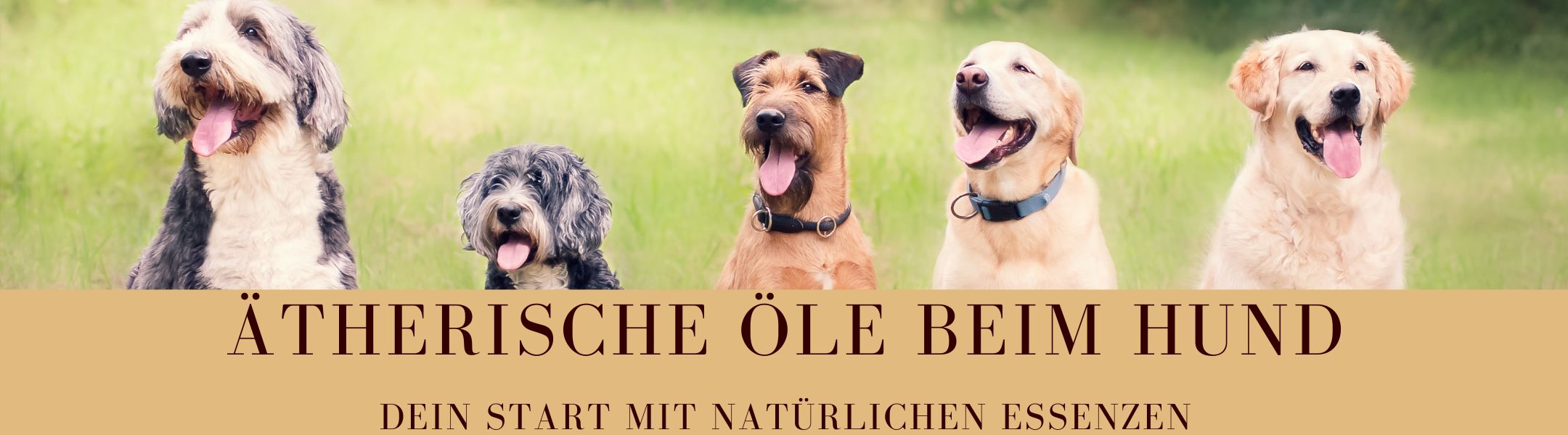 Hundeherde ohne MDO Logo.jpg
