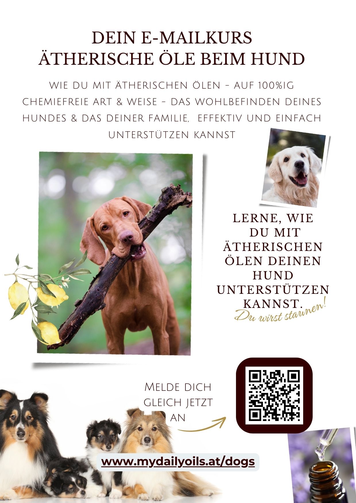 Hundeapotheken Kurs - Flyer ohne Hundeapotheke.jpg