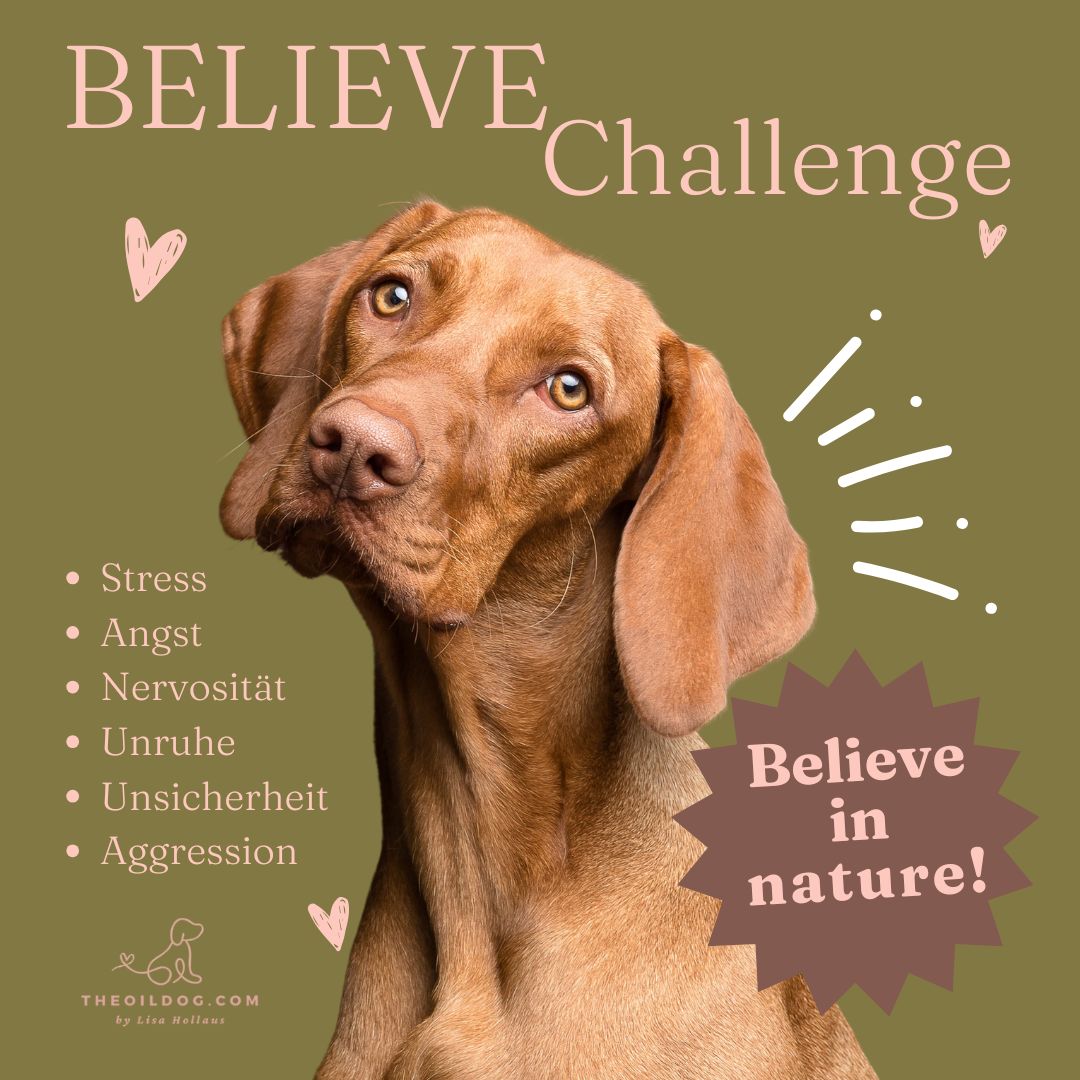 Believe-Challenge Hunde Quadrat Bild.jpg