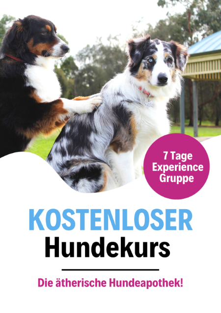 BorderCollie_kleinklein.png