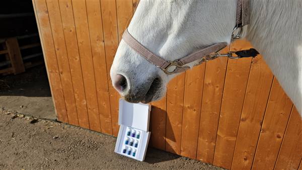 Neugieriges Pferd schnuppert an der geöffneten Öl-Box