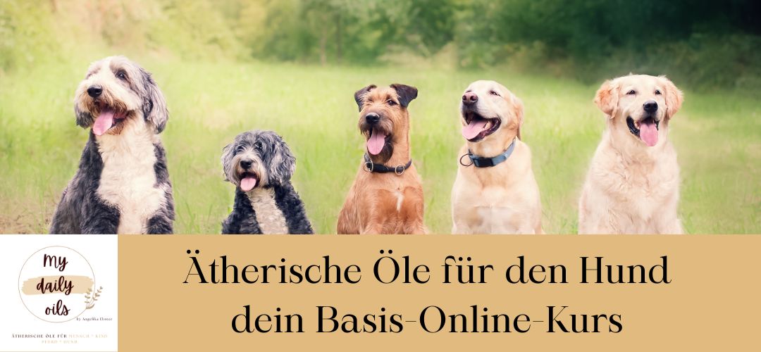 Online-Hunde-Basiskurs.jpg