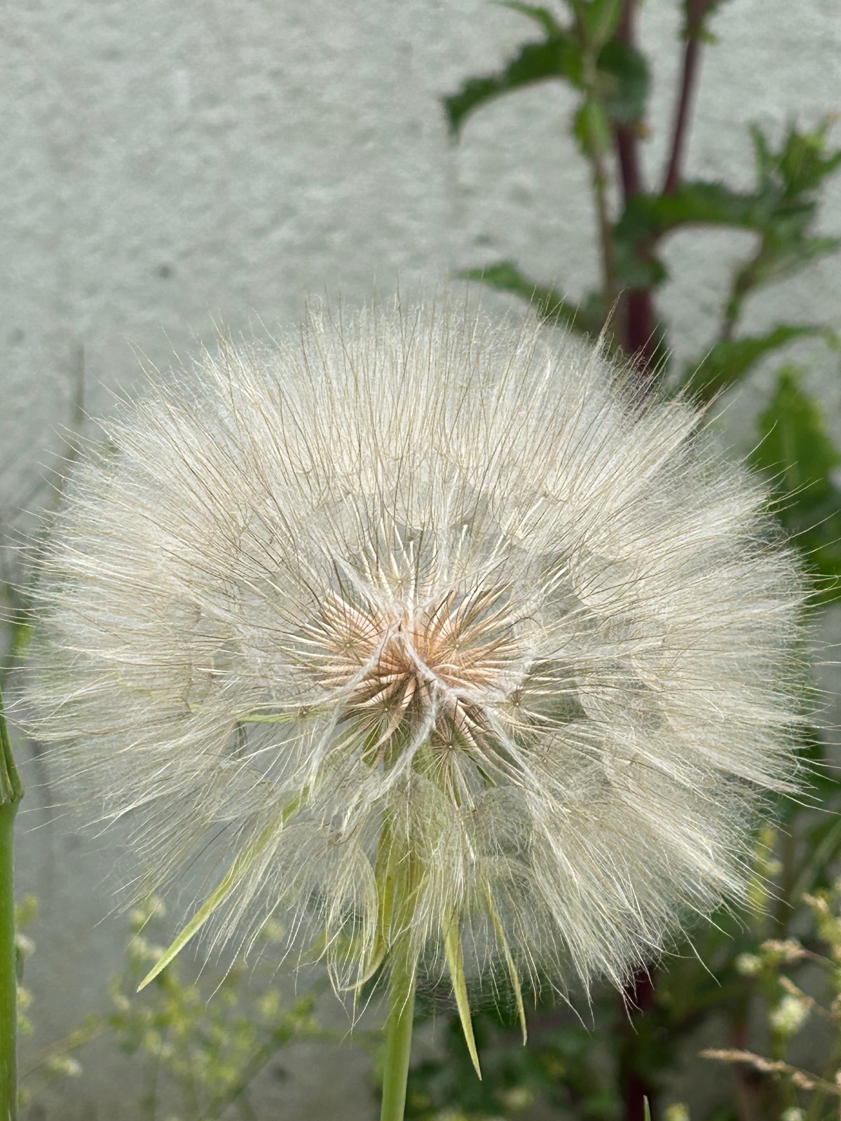 Pusteblume vor grauer Wand — der Schutz von damals hat ein Ablaufdatum