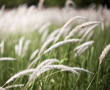 LP_Miscanthus.jpg
