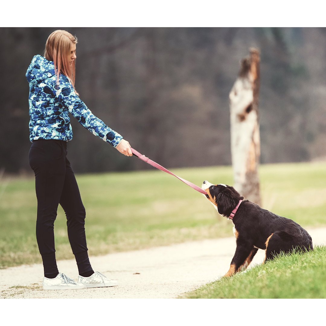 Hund zieht frontal an der Leine.png