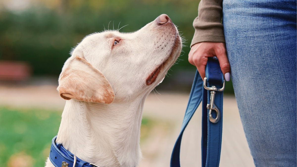 Angeleinter Hund schaut zum Halter hoch.png