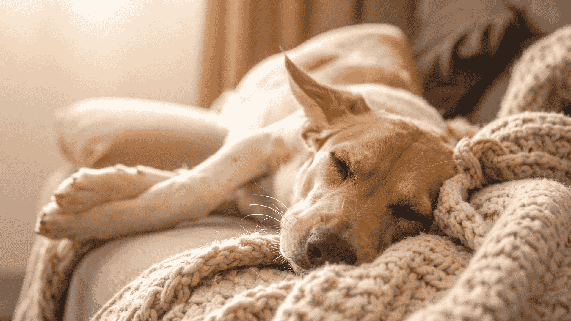 Hund schläft braun beige-2.png