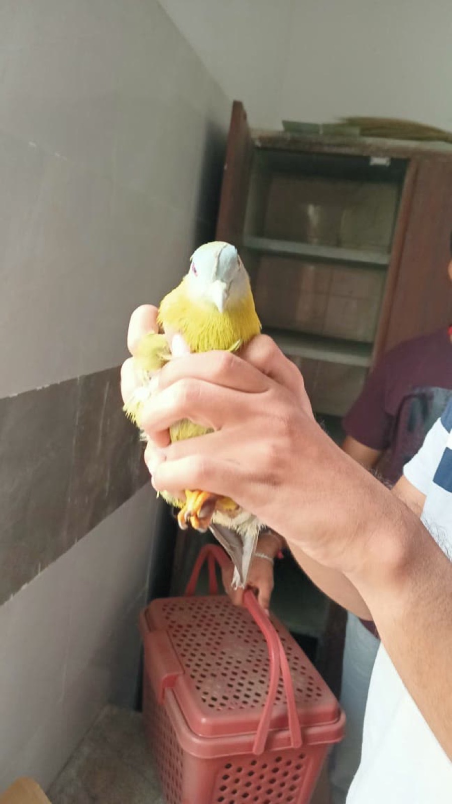 A rescued bird being safely held during a UUF care activity