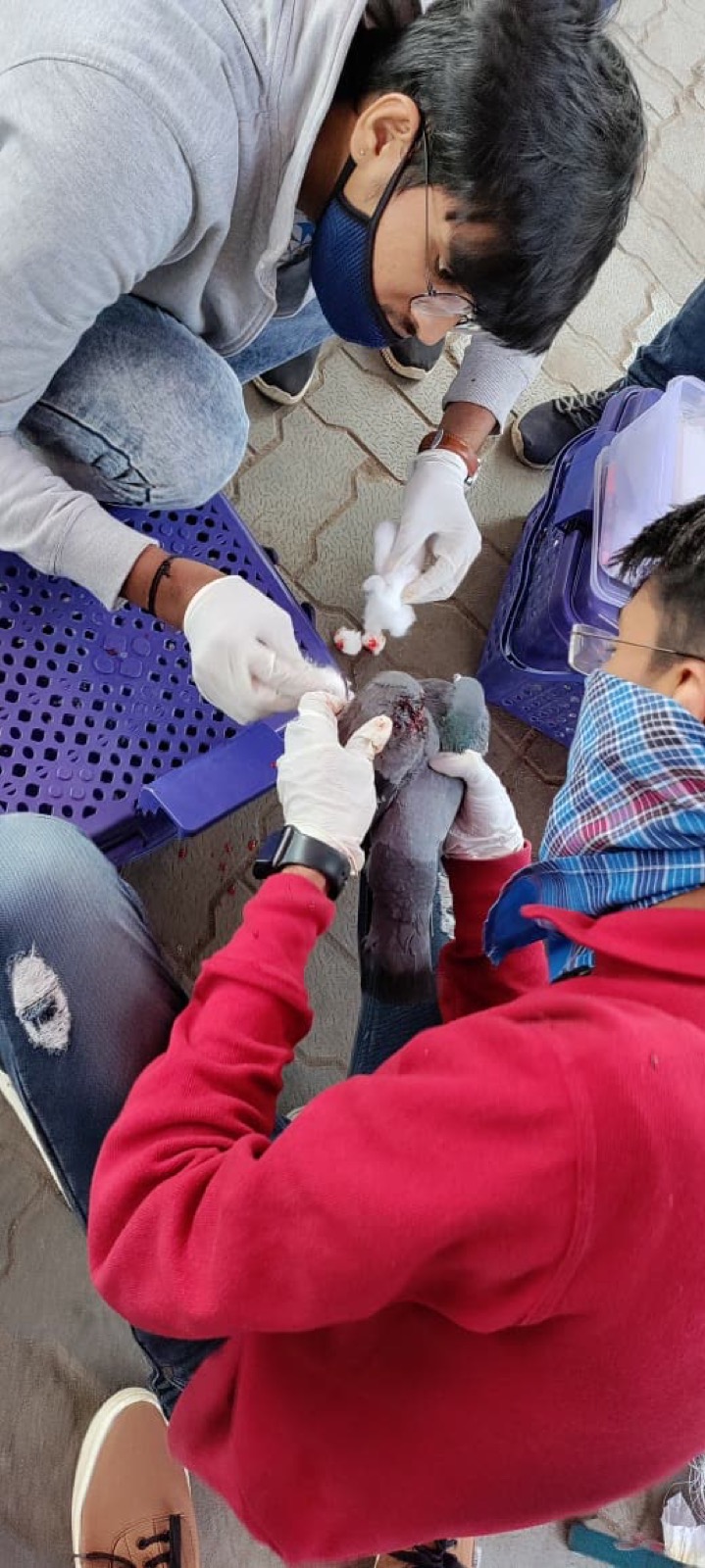 A rescued pigeon receiving treatment from UUF volunteers