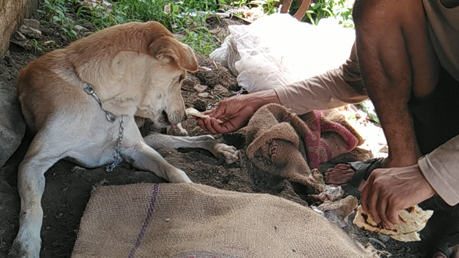 UUF volunteers caring for an animal during a rescue activity