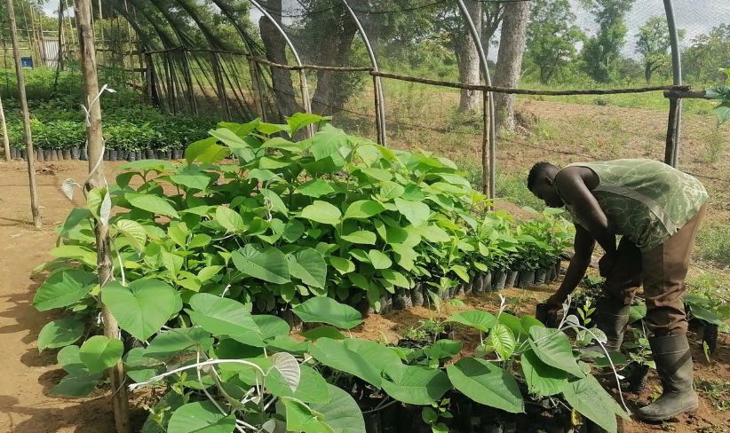 click a tree partner - Pascal Mayer - 30.12.23.jpg