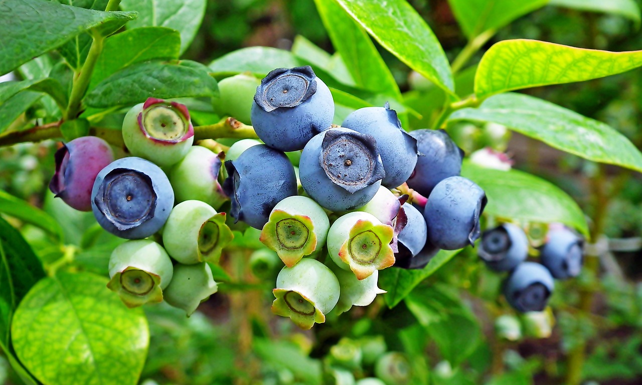 Demeter Heidelbeeren von Cousin Markus in Waldburg