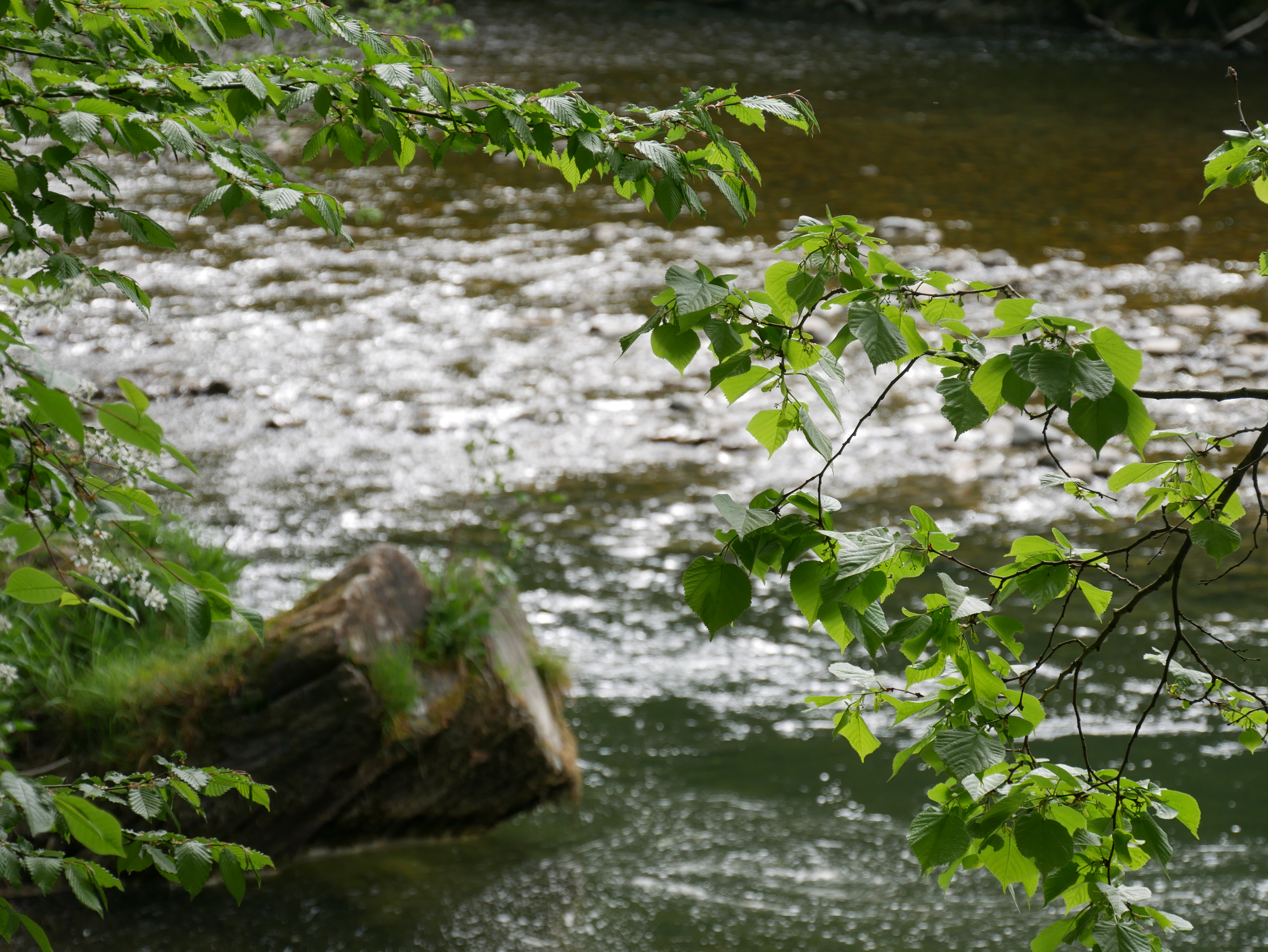 Argen bei Amtzell im Allgäu Hotel ZUM SCHLOSS