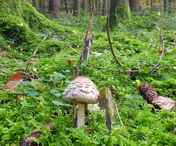 Naturcoaching auf dem Lusen im Bayerischen Wald