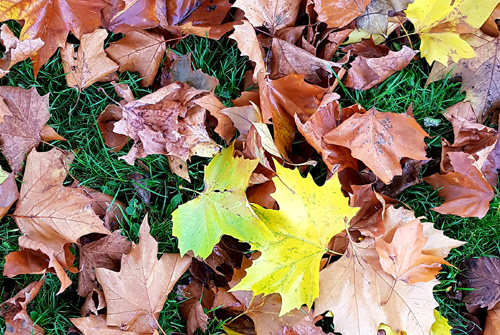 Achtsamkeitsspaziergang_Herbst.jpg