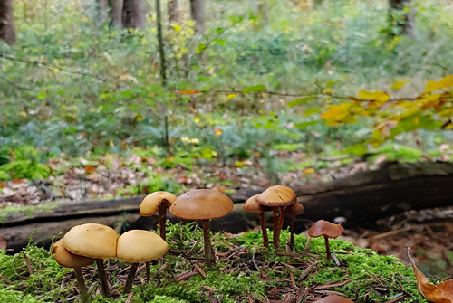 Achtsamkeitsspaziergang-Waldbaden.jpg