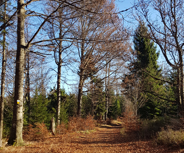 Naturcoaching auf dem Lusen im Bayerischen Wald