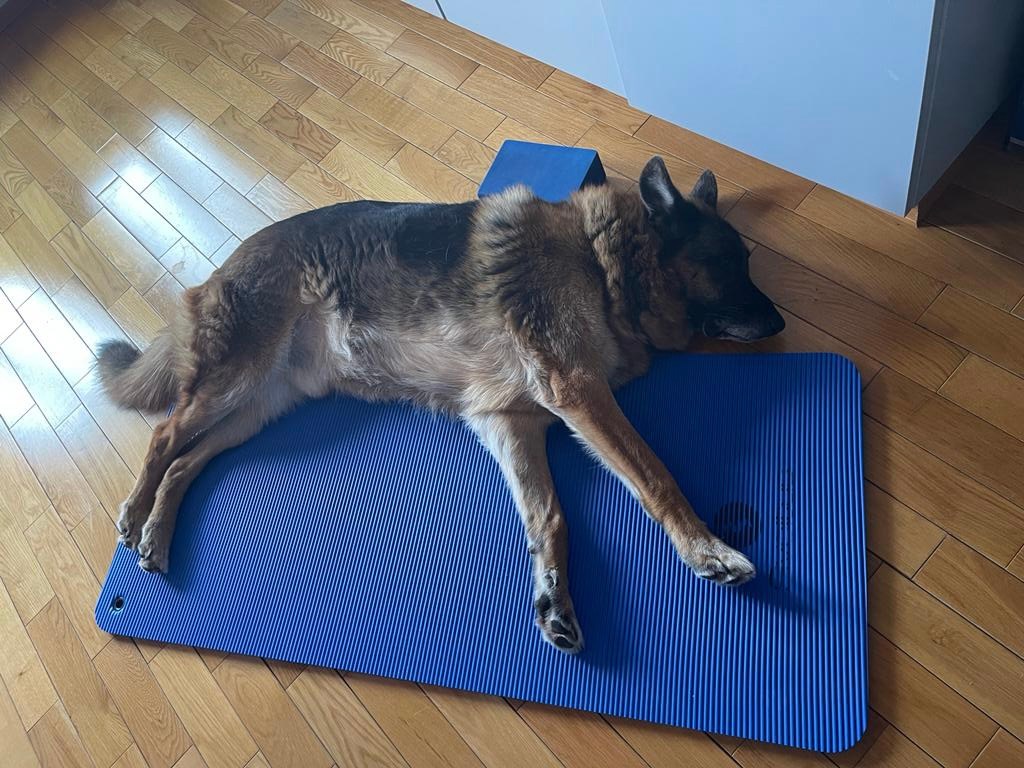 Brooks der Yogi 2022jpg.jpg