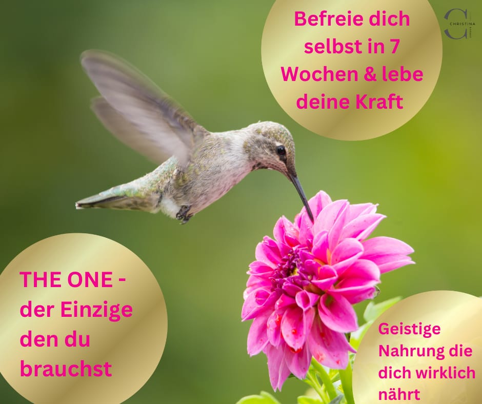 THE ONE VOGEL SOLO.jpeg