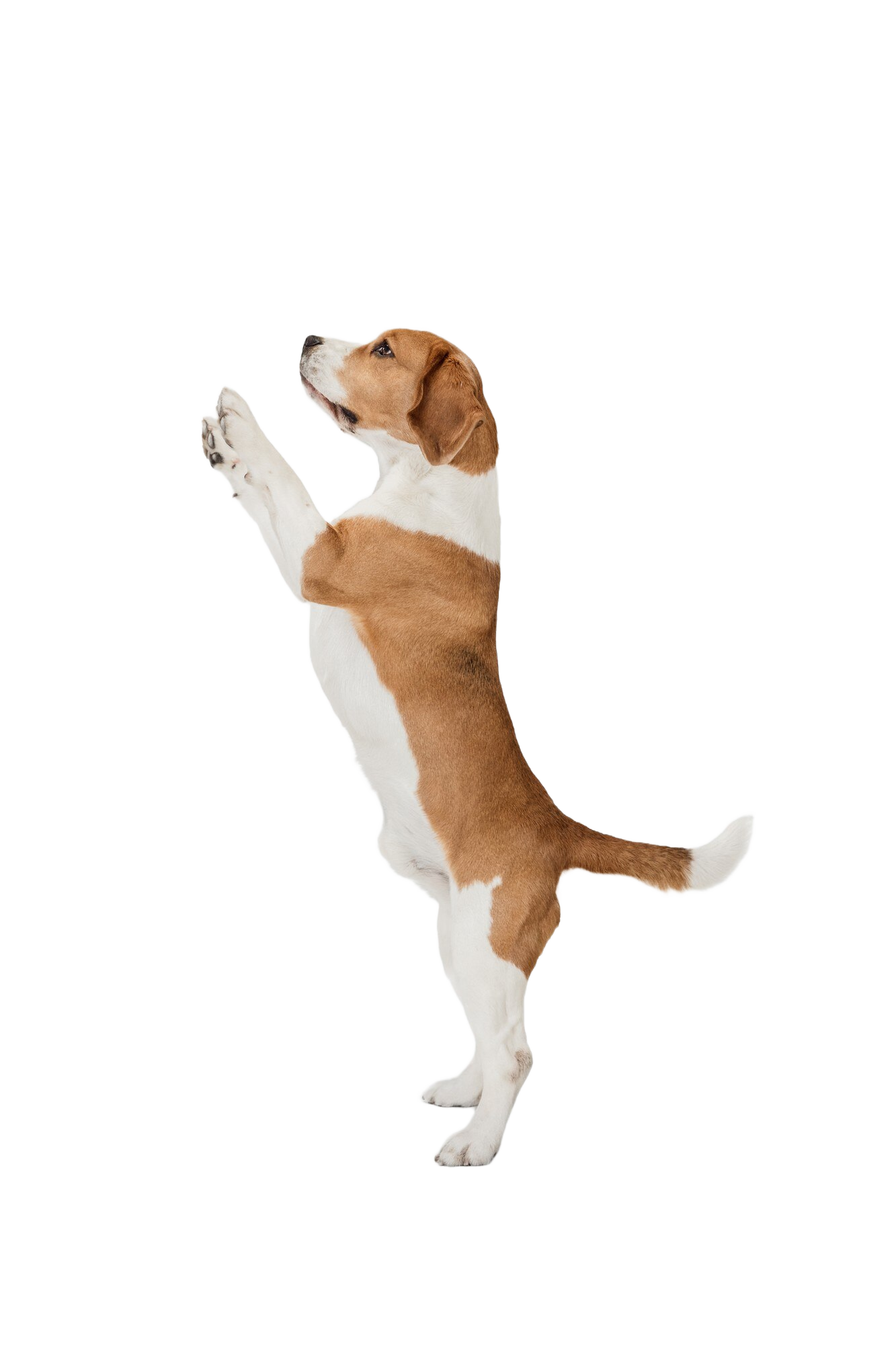 small-funny-dog-beagle-posing-isolated-white-wall.png