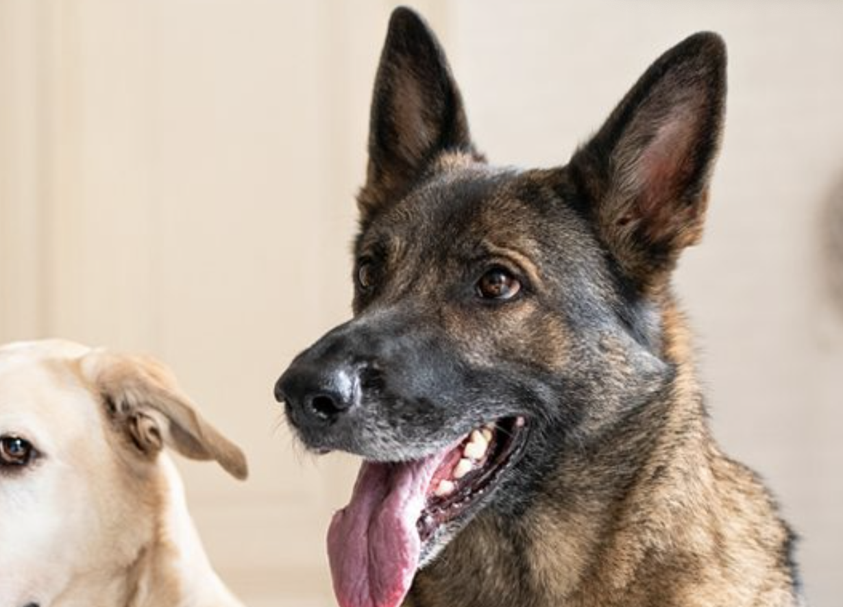 dogtisch Kurse.png