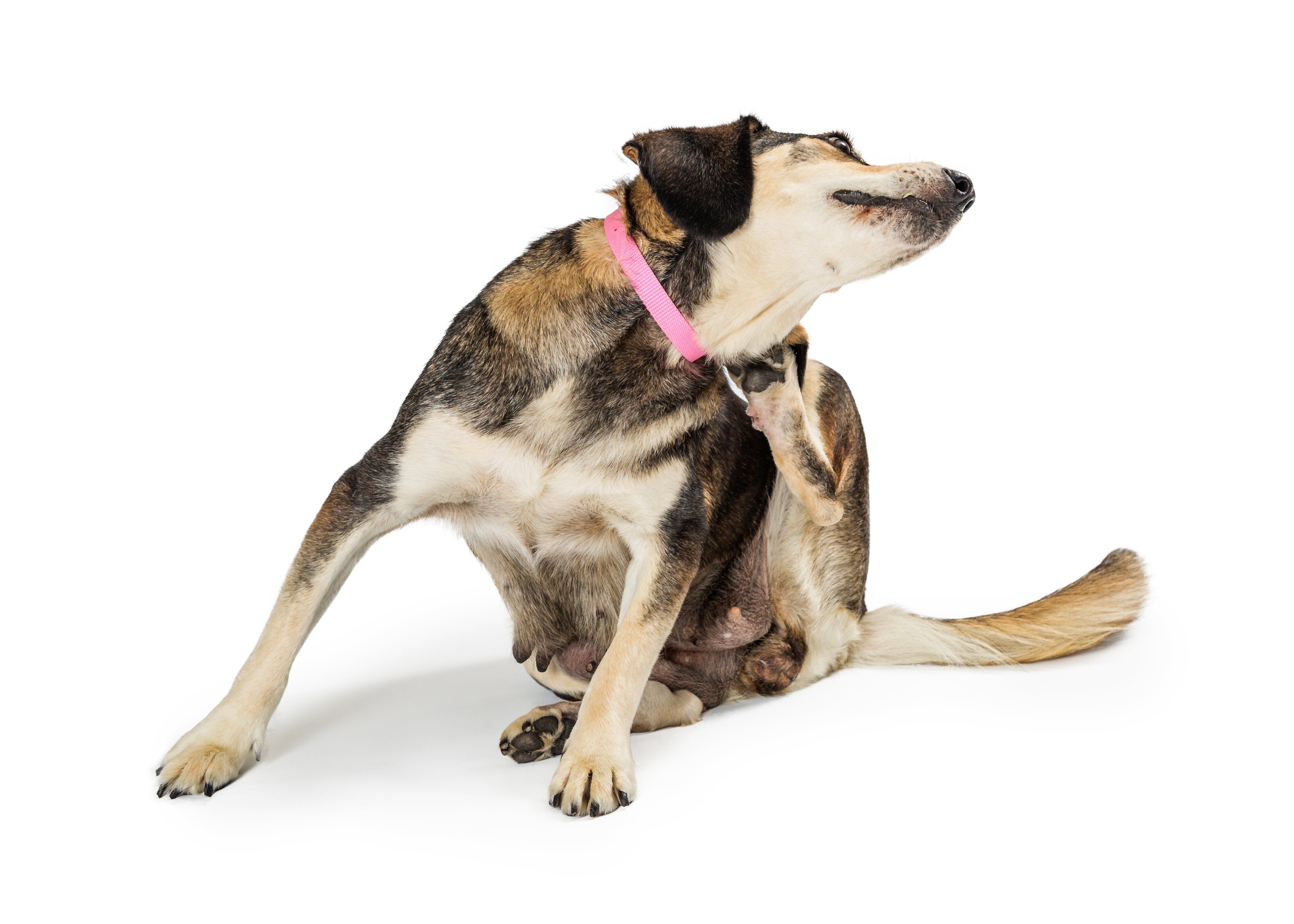 Allergien beim Hund und artgerechte Ernährung